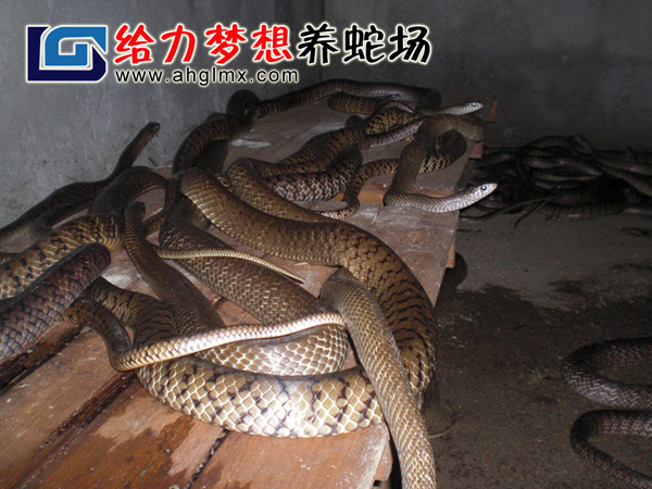 ˮ������Ʒ��