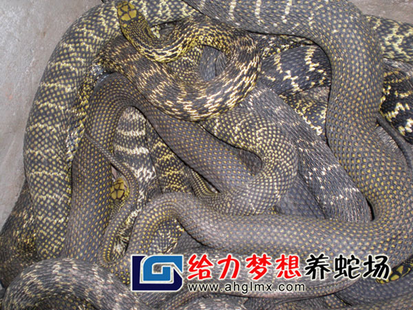 ��������Ʒ��