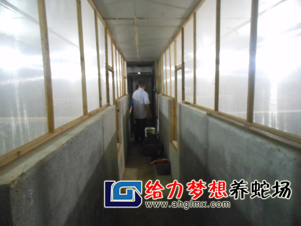 給力夢(mèng)想養(yǎng)蛇場(chǎng)