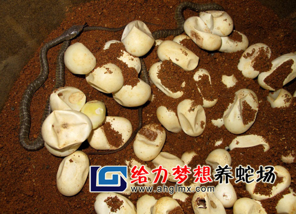 水律蛇蛋孵化