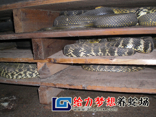 大王蛇養(yǎng)殖