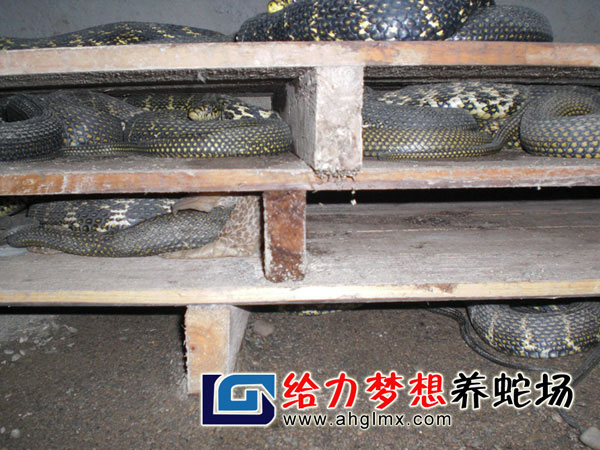 大王蛇養(yǎng)殖