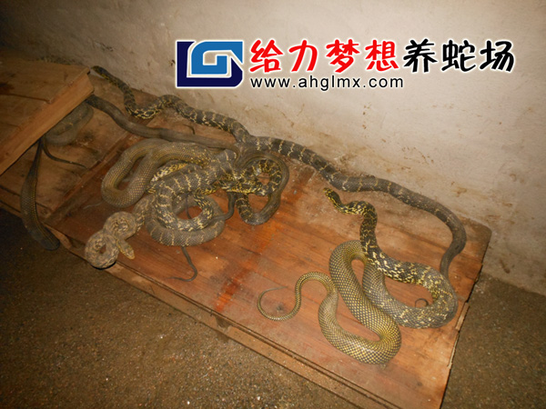 大王蛇養(yǎng)殖