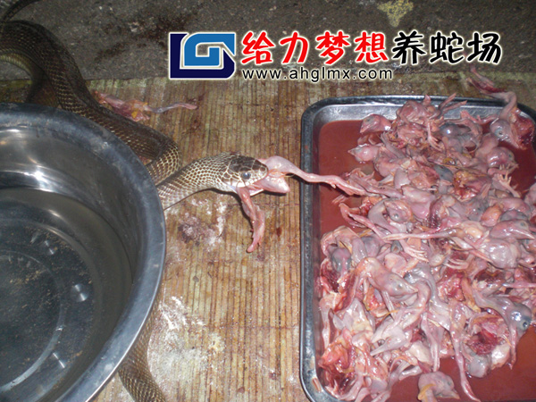 水律蛇養(yǎng)殖