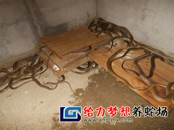 水律蛇養(yǎng)殖