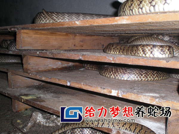 水律蛇養(yǎng)殖