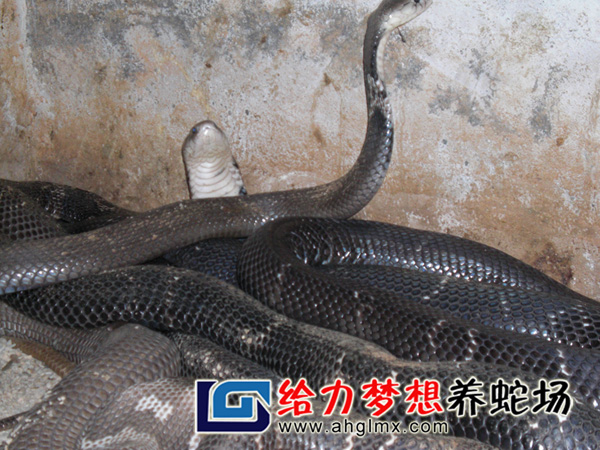 眼鏡蛇養(yǎng)殖