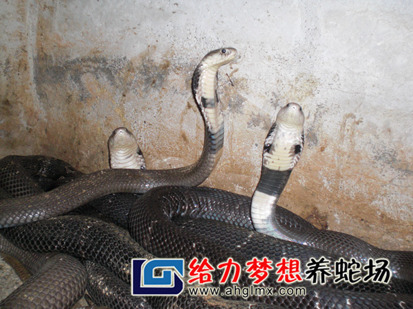 眼鏡蛇養(yǎng)殖