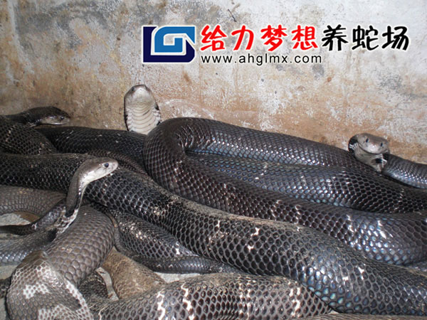 眼鏡蛇養(yǎng)殖