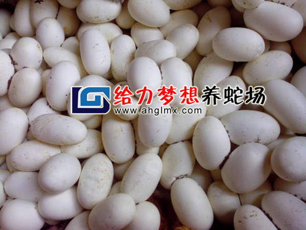 �����ߵ�