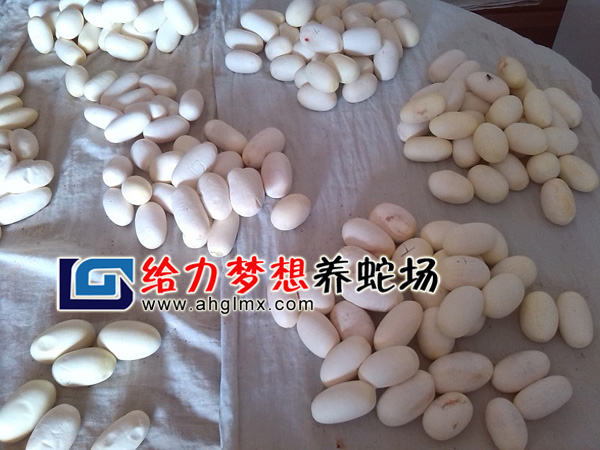 �����ߵ�