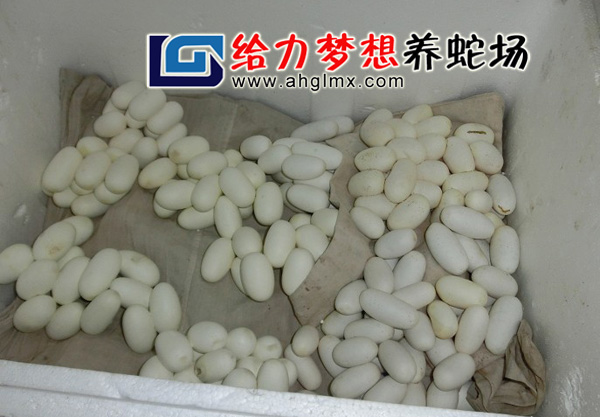 �����ߵ�