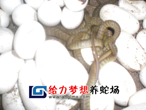 ˮ������