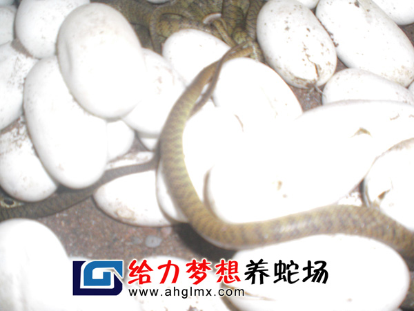 ˮ������