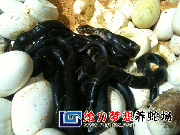 ���R����