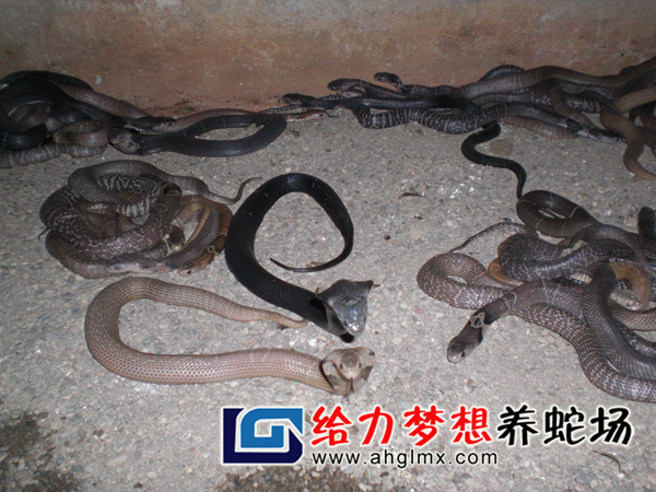 ���R����