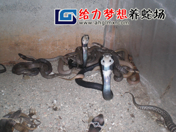 ���R����