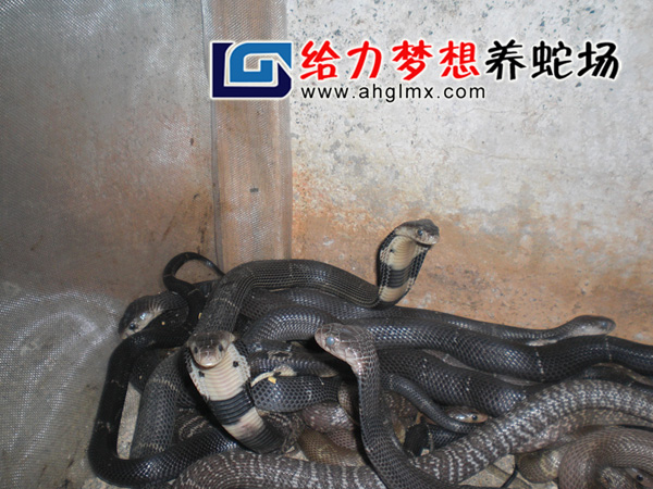 ���R����