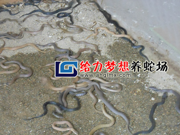 ���R����