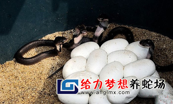 ���R�������