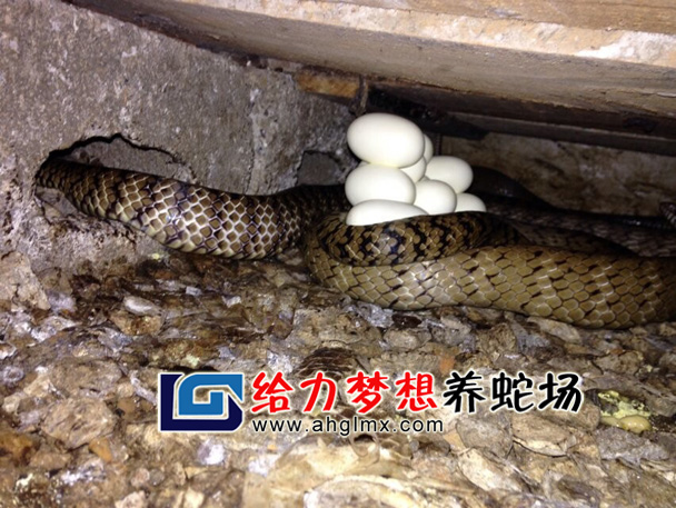 ˮ����ĸ�߮a(ch��n)��