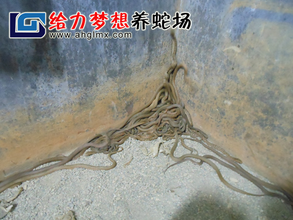 �����������B(y��ng)ֳ