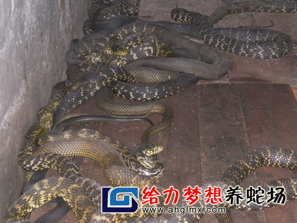 �B�߈�,�B�߻���