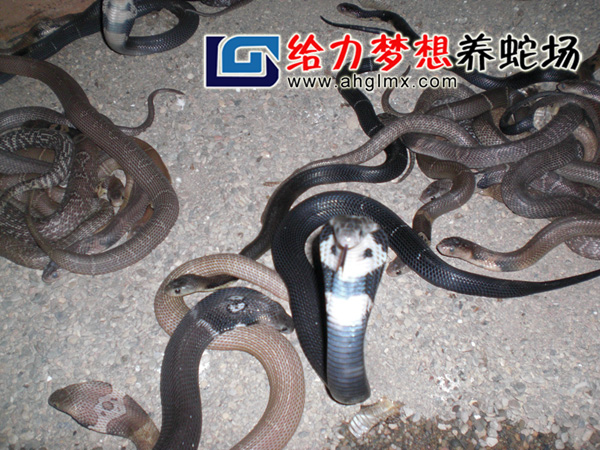 ���R������