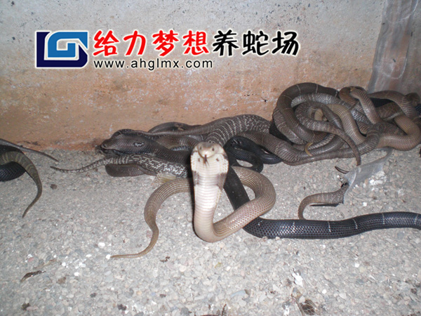 ���R������