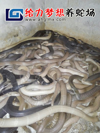 ���R������