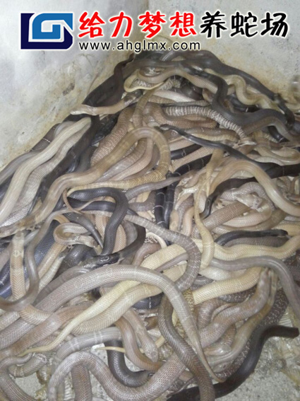 ���R������