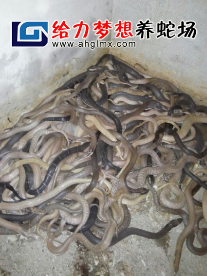 ����(g��)�µ����R��